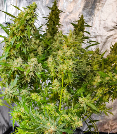 Семена сорта Eleven Roses fem (Delicious Seeds)