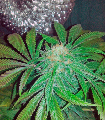 Семена сорта King’s Kush fem