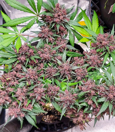 Семена сорта Purple Lemonade FF fem (FastBuds)