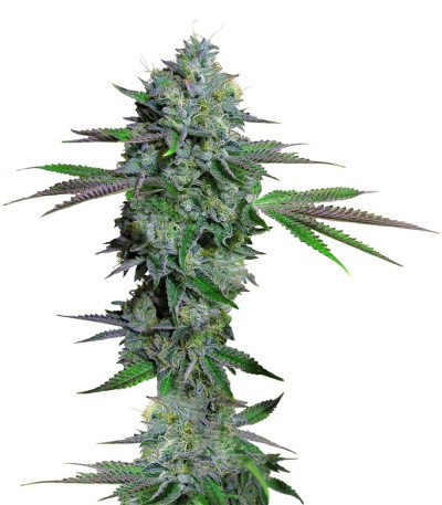 Семена сорта Cataract Kush fem