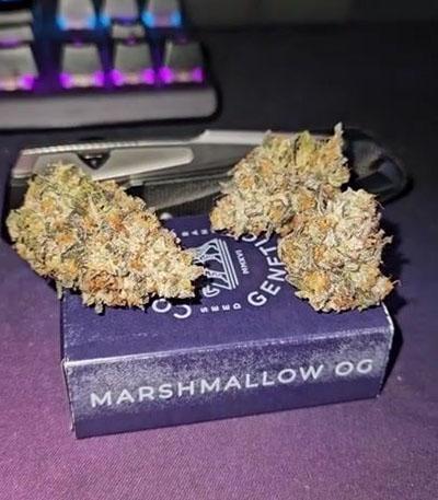 Семена сорта Marshmallow OG fem (Compound Genetics)