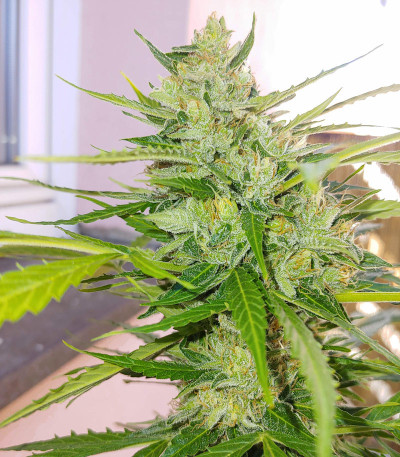 Семена сорта Auto Mazar fem (Dutch Passion)