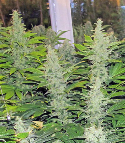 Семена сорта Diesel Glue (BCN Diesel) fem