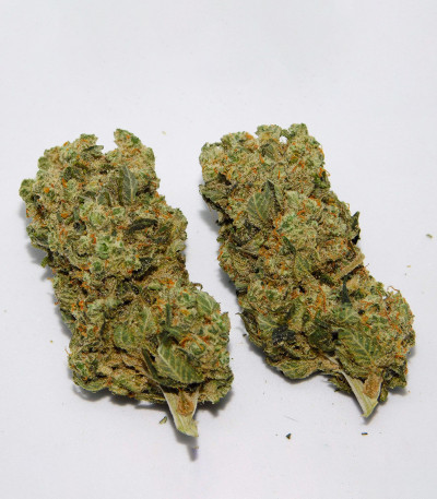 Семена сорта Canadian Kush 2.0 fem