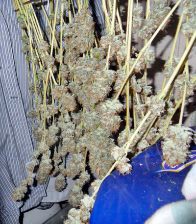 Семена сорта Mazar X Great White Shark fem (World of Seeds)