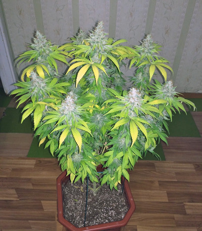 Семена сорта Mazar reg (Dutch Passion)