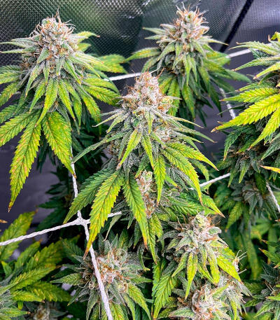 Семена сорта Sour Diesel x OG Kush fem (Seedkeepers)