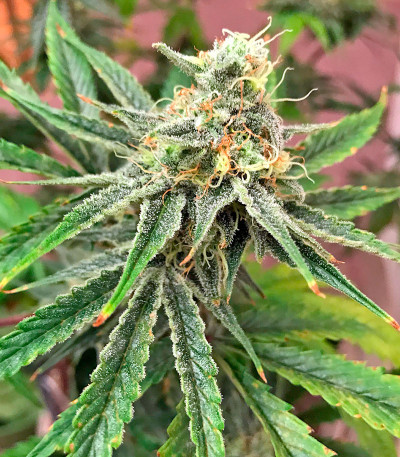 Семена сорта Strawberry Cake fem (Heavyweight Seeds)