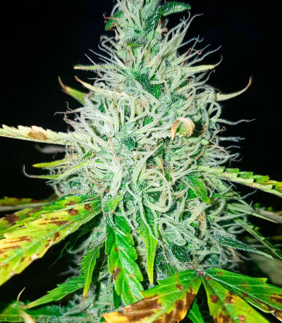 Семена сорта Auto Northern Lights XXL fem (00 Seeds)