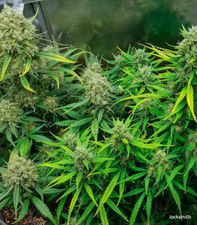 Семена сорта Gorilla Cookies Auto fem (FastBuds)