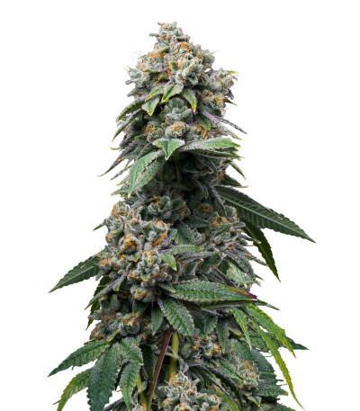 Семена сорта Motor Breath fem (7CH American)