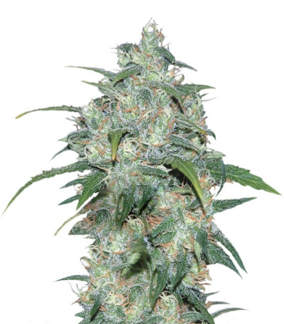 Микс семян конопли Sativa Pure Origin Collection 8 (World of Seeds)