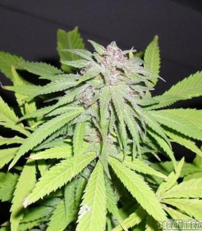 Семена сорта Amnesia Haze fem (Royal Queen Seeds)