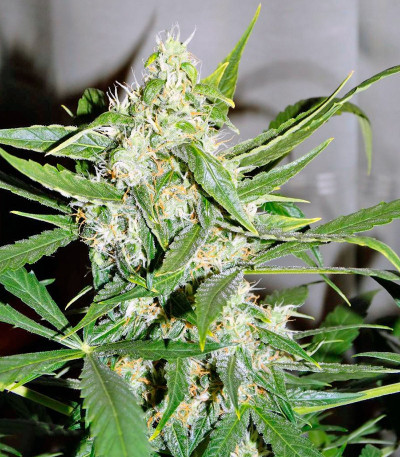 Семена сорта Auto Wembley fem (Pyramid Seeds)