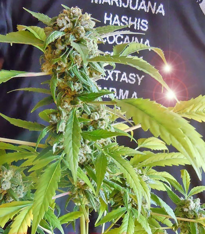 Семена сорта Chronic Ryder Auto fem (Doctor’s Choice)