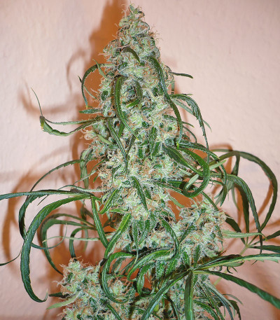 Семена сорта Super Lemon Haze fem (Семяныч)