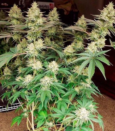 Семена сорта Zookies fem (7CH American)