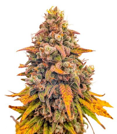 Семена сорта Whiskey Zulu Auto fem (7CH American)