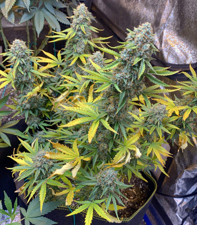 Семена сорта Auto Colorado Cookies fem (Dutch Passion)