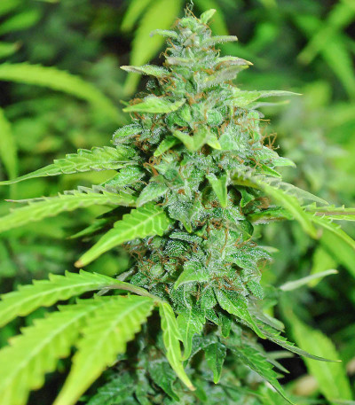 Семена сорта CBD Green Crack Auto fem (Семяныч)