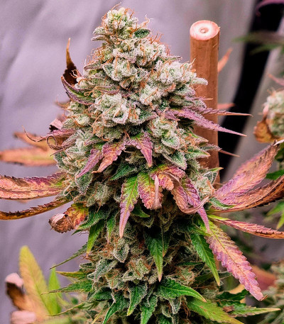 Семена сорта Gelato #45 fem (Barney's Farm)