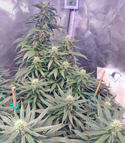 Семена сорта Jack 47 fem (Sweet Seeds)