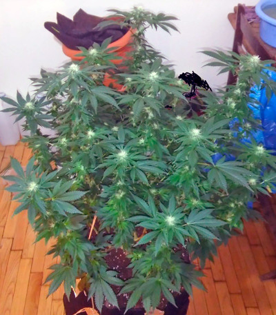 Семена сорта Kaia Kush fem (Green House Seed)