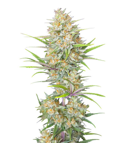 Семена сорта Z-Up Auto fem (FastBuds)