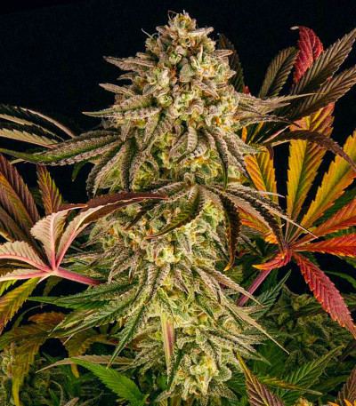 Семена сорта Blue Sunset Sherbert fem