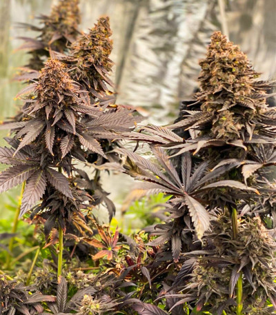 Семена сорта Black Lebanon fem (Dutch Passion)