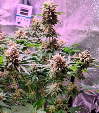 Семена сорта Golosa Early Version fem (Delicious Seeds)