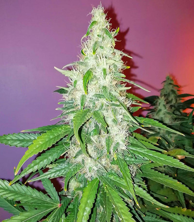 Семена сорта Chingis Khan fem (VIP seeds)