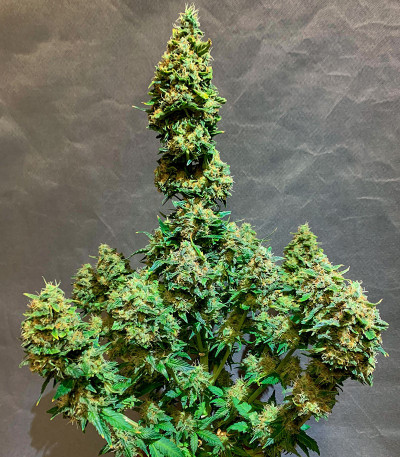 Семена сорта LSD 2 Auto fem (Семяныч)