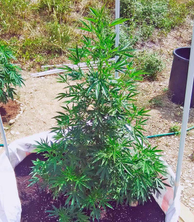 Семена сорта White Russian reg (Serious Seeds)