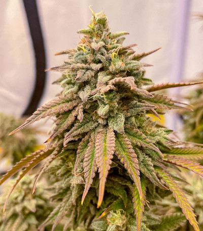 Семена сорта конопли Pink Runtz Auto от 7CH American