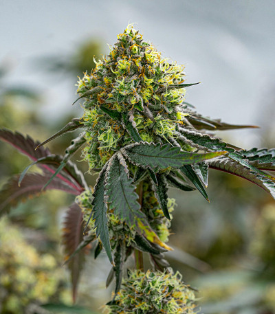 Семена сорта RS11 fem (7CH American)