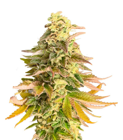 Семена сорта Chem Cookies fem (AlphaFem Seeds)