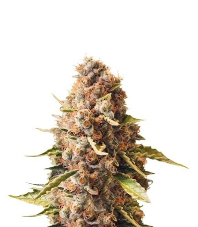 Семена сорта Euphoria CBD fem (Royal Queen Seeds)
