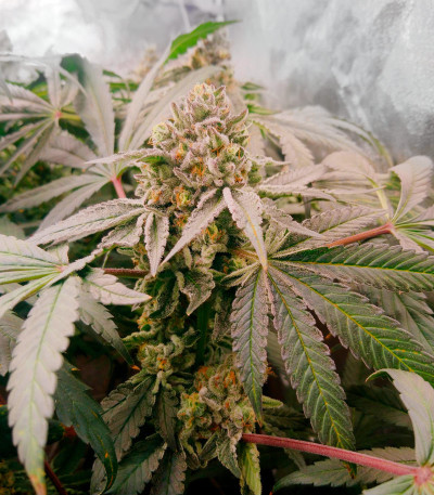 Семена сорта Mimosa Shot fem (Herbies Seeds)