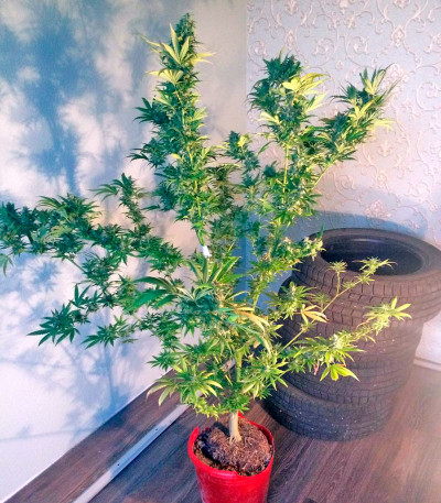 Семена сорта Wild Thailand fem (World of Seeds)