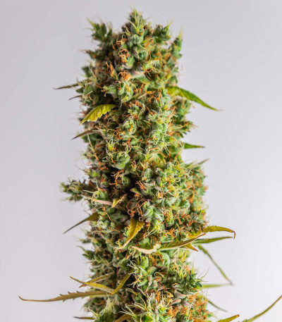 Семена сорта Grapefruit auto fem (FastBuds)