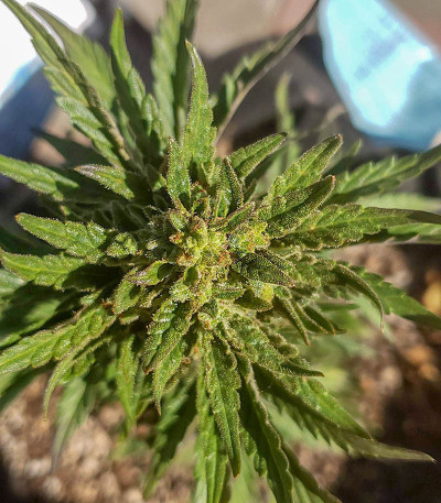 Семена сорта Bruce Banner (Monster Genetics)