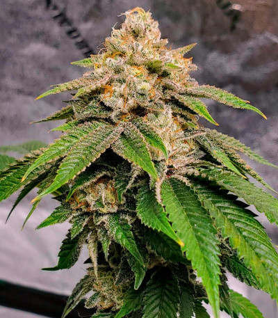 Семена сорта Motor Breath fem (7CH American)