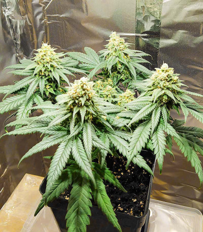 Семена сорта Shogun fem (Royal Queen Seeds)