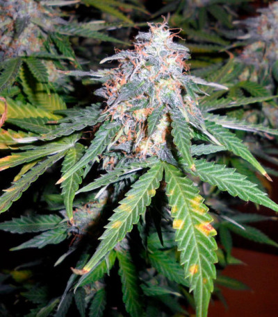 Семена сорта Super Skunk Auto Fem (Vision Seeds)