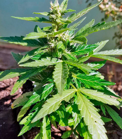 Семена сорта Supreme CBD Lemon OG Automatic fem