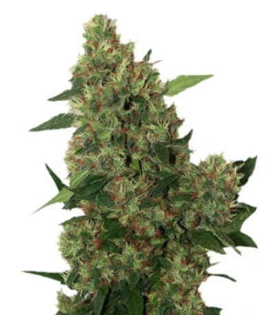 Семена сорта Chill-OM reg