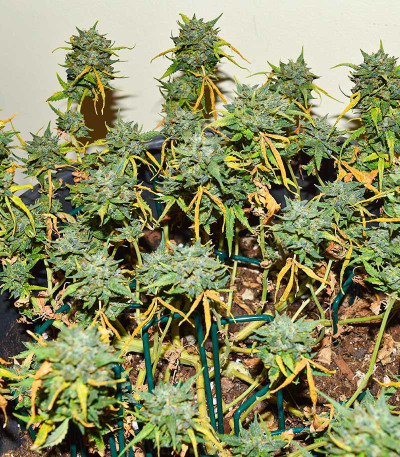 Семена сорта Bubba Kush fem