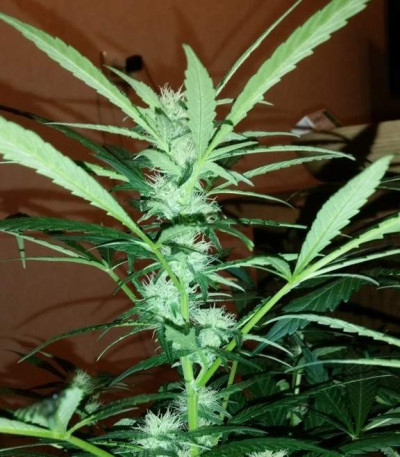 Семена сорта Critical Impact fem (Vision Seeds)