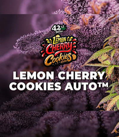 Семена сорта Lemon Cherry Cookies Auto fem (FastBuds)